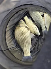 충주호 목벌 조황정보