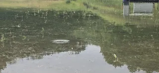 신매낚시터 7월 20일 조황