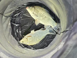 청풍 한버들 조황입니다