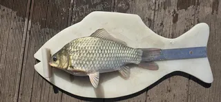 신매낚시터 10월 27일 조황