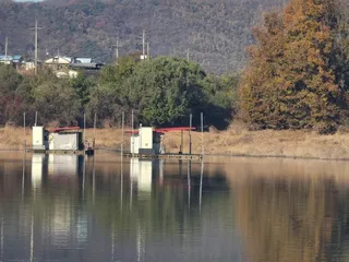청풍 한버들 조황입니다