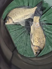 목벌낚시터 조황정보