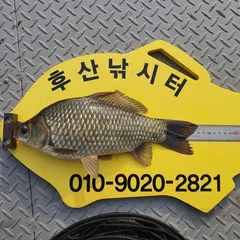 후산낚시터 조황정보