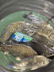 목벌 대물들과 마리수 조황