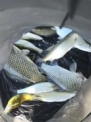 청풍 한버들 조황입니다