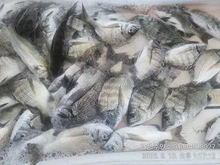 ((경남고성 주인호))주인호 수요일 감성돔 마릿수조황!!목요일 예약가능!