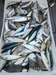 ((경남고성 주인호))주인호 일요일 감성돔 조황!!월요일 예약가능!