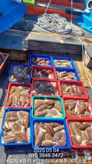 제주에이스호!!(2026년)제주갑오징어모집입니다010 35483472~010 3860 3472{9.77톤22인승12석운)전좌석봉돌투기장착청결보장