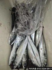 5일)오징어.고등어 랜덤 대박~!!