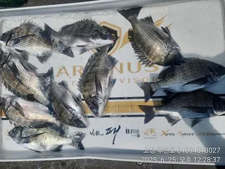 ((경남고성 주인호))주인호 수요일 감성돔 조황~