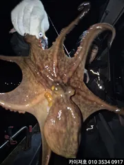 토,일 돌문어 졸업장 받으러 오세요