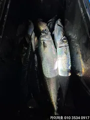 23일)왕고등어 왕전갱이 조황~!!