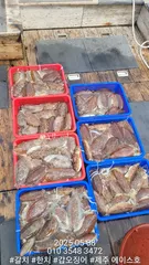 제주에이스호!!(5월8일)심해갑오징어조황입니다010 35483472~010 3860 3472{9.77톤22인승16석운영