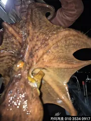25일 야간 돌문어 조황 입니다