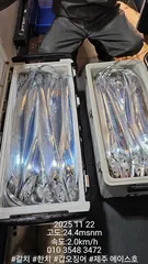 주에이스호!!(11월21일)제주갈치조황입니다010 35483472~010 3860 3472{9.77톤22인승12석운)전좌석봉돌투등기장착 청결은보장