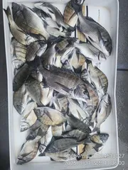 ((경남고성 주인호))주인호 일요일 감성돔 조황!수요일부터 예약가능!