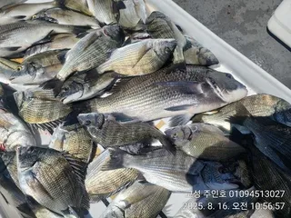 ((경남고성 주인호))주인호 토요일 마릿수 감성돔 조황!!