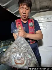 15일)야간 돌문어 조황~!!