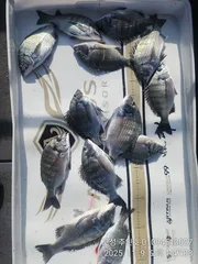 ((경남고성 주인호))주인호 일요일 감성돔 조황입니다.