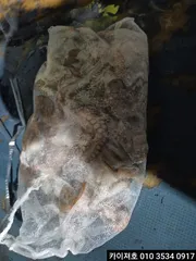 14일 야간 돌문어 조황 입니다