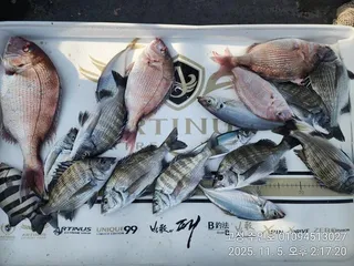 ((경남고성 주인호))주인호 감성돔 조황입니다.