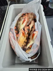 23일 첫 출항 왕볼락 왕열기 조황