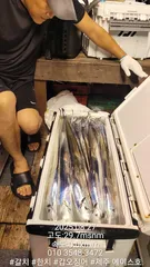 제주에이스호!!(8월26일)제주갈치조황입니다010 35483472~010 3860 3472{9.77톤22인승12석운)전좌석봉돌투등기장착 청결은보장