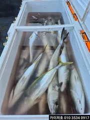 19일 삼치방어 실시간