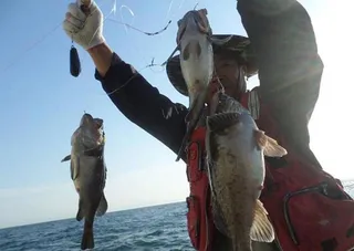 인천★´″덕적도.심해먼바다3/25우럭배낚시40~80m권 심해,어초침선 출조조황