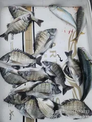 ((경남고성 주인호))주인호 토요일 감성돔 조황입니다.