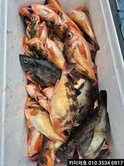 24일)오전 외줄 왕볼락 왕열기조황