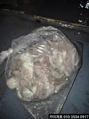 24일 야간 돌문어 조황입니다