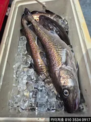 01일 왕대구 조황!