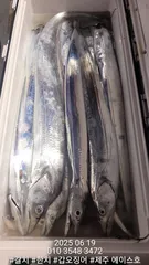 제주에이스호!!(6월18일)갈치조황입니다010 35483472~010 3860 3472{9.77톤22인승12석운영