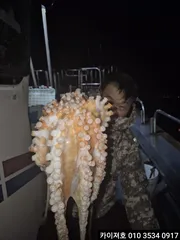 15일 야간 돌문어 조황 입니다