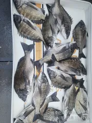 ((경남고성 주인호))주인호 금요일 감성돔 조황!