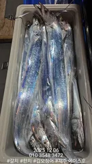 제주에이스호!!(12월5일)제주갈치조황입니다010 35483472~010 3860 3472{9.77톤22인승12석운)전좌석봉돌투등기장착 청결은보장