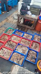 제주에이스호!!(5월14일)심해갑오징어조황입니다010 35483472~010 3860 3472{9.77톤22인승16석운영