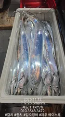 제주에이스호!!(11월11일)제주갈치조황입니다010 35483472~010 3860 3472{9.77톤22인승12석운)전좌석봉돌투등기장착 청결은보장