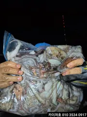 8일)야간 돌문어 조황입니다