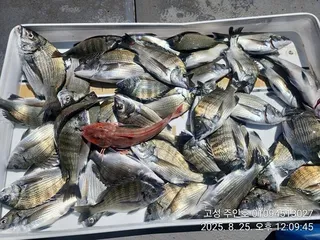 ((경남고성 주인호))주인호 월요일 감성돔 마릿수조황!!