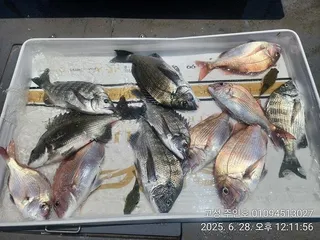 ((경남고성 주인호))주인호 토요일 감성돔 조황~일요일예약가능!