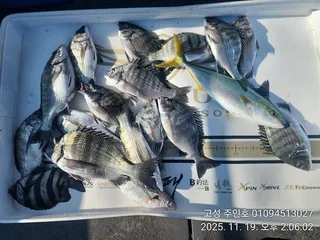 ((경남고성 주인호))주인호 수요일 감성돔 조황~평일예약가능!