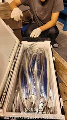 제주에이스호!!(6월22일)갈치조황입니다010 35483472~010 3860 3472{9.77톤22인승12석운영 봉돌투승기장착