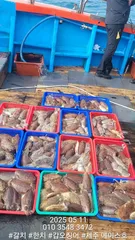 제주에이스호!!(5월11일)심해갑오징어조황입니다010 35483472~010 3860 3472{9.77톤22인승16석운영
