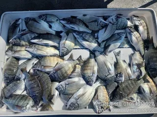 ((경남고성 주인호))주인호 토요일 감성돔 조황!