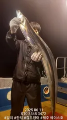 제주에이스호!!(6월11일)갈치조황입니다010 35483472~010 3860 3472{9.77톤22인승12석운영