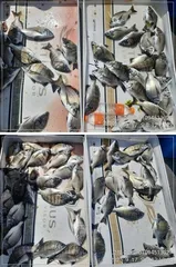 ((경남고성 주인호))주인호 수요일 조황~ 목요일 예약가능!