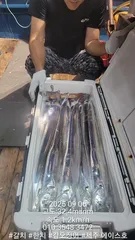 제주에이스호!!(9월5일)제주갈치조황입니다010 35483472~010 3860 3472{9.77톤22인승12석운)전좌석봉돌투등기장착 청결은보장