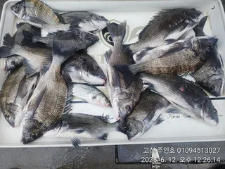 ((경남고성 주인호))주인호 목요일 감성돔 조황!